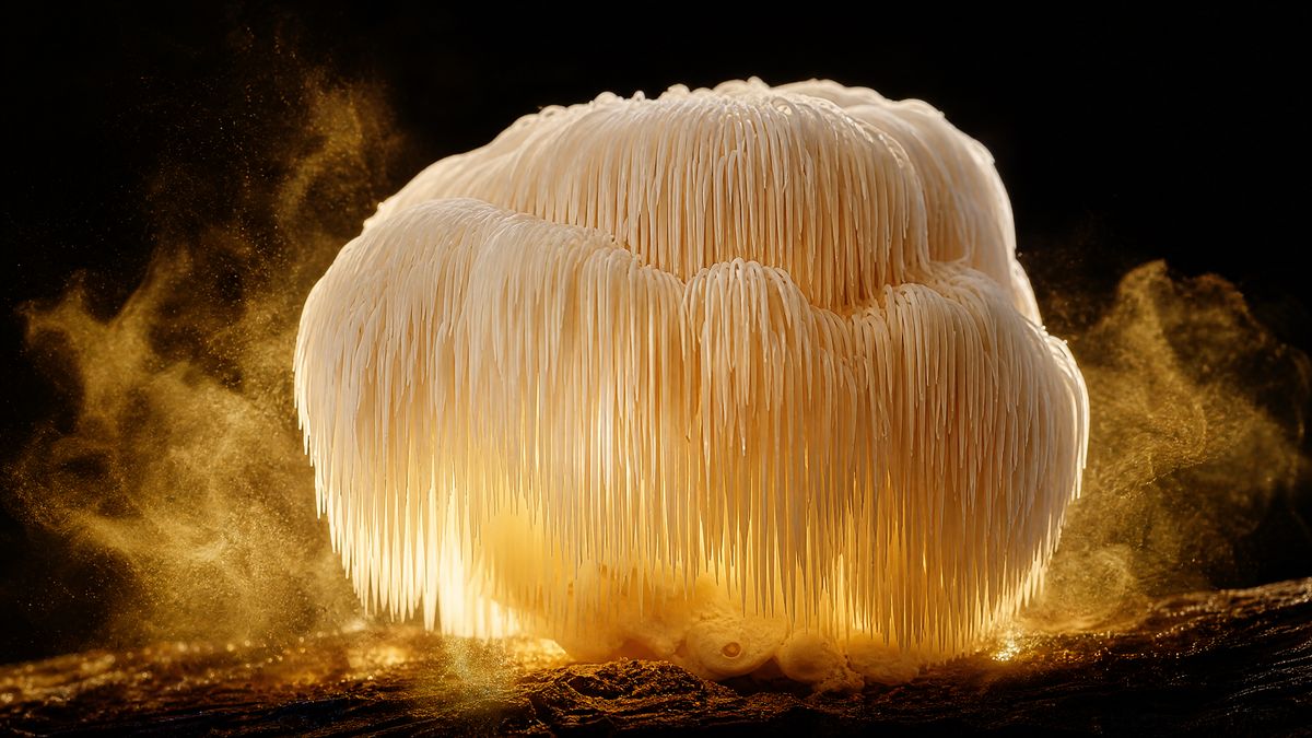 Brain Fog natürlich behandeln mit Löwenmähne Hericium erinaceus